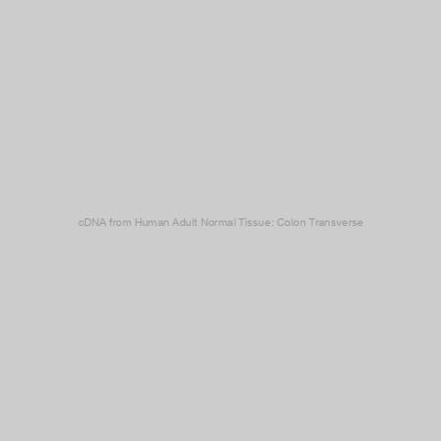 cDNA from Human Adult Normal Tissue: Colon Transverse